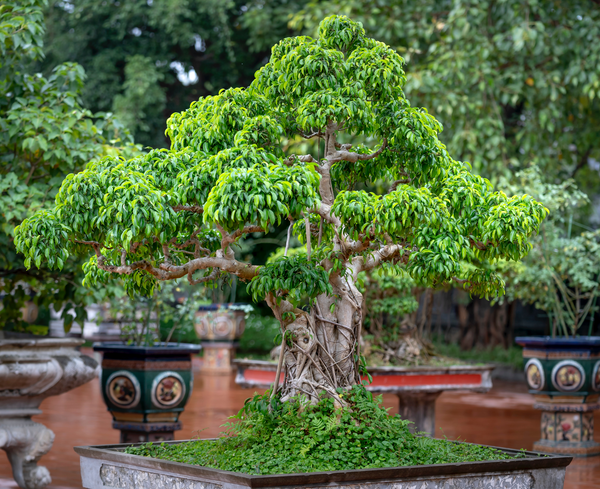 Secrets of Akadama: The Ultimate Soil Amendment for Bonsai Trees
