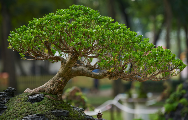 Top 5 Bonsai Growing Mediums: What Your Bonsai Needs to Thrive