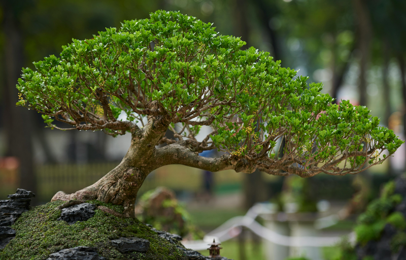 Top 5 Bonsai Growing Mediums: What Your Bonsai Needs to Thrive