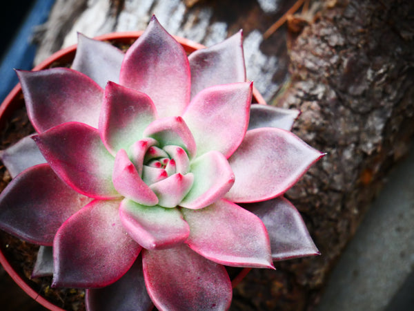 A Starters Guide to Succulents and Cacti: Top 10 Species to Grow, from Easy to Challenging