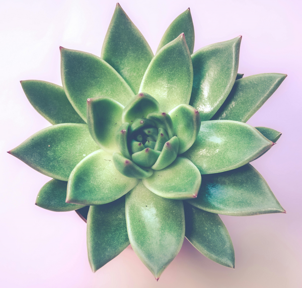 The Key To Succulent Success: How to Grow and Care for These Resilient Beauties